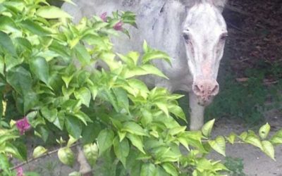 A Zen Visit with South Florida Professors